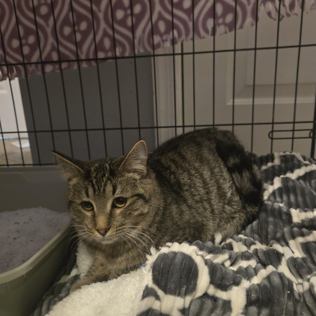 Baby, Adoptable, Young Male Domestic Short Hair.
