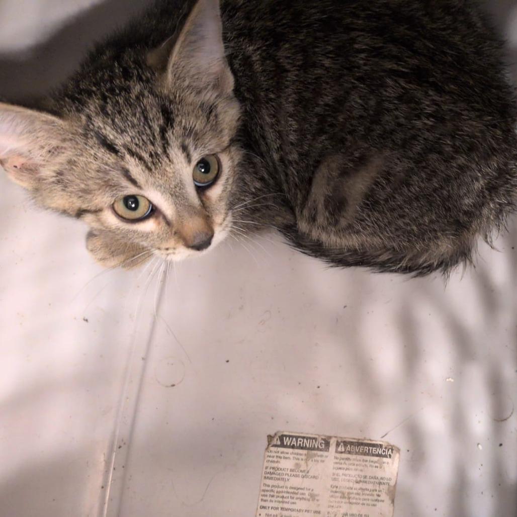 Enlarge Baby, a Adoptable Domestic Short Hair in Winchester, VA image 2/2