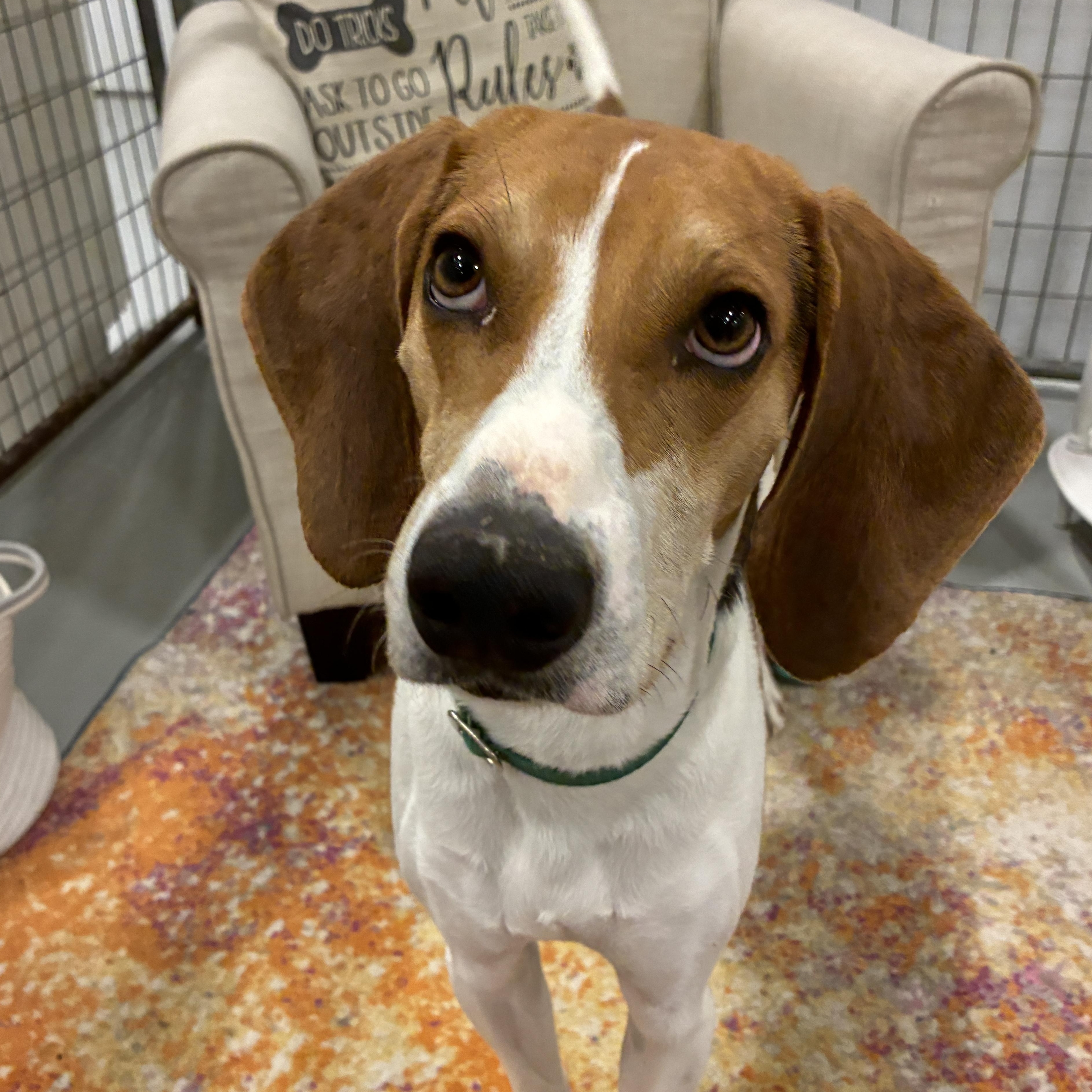 Colin, Adoptable, Adult Male Foxhound.