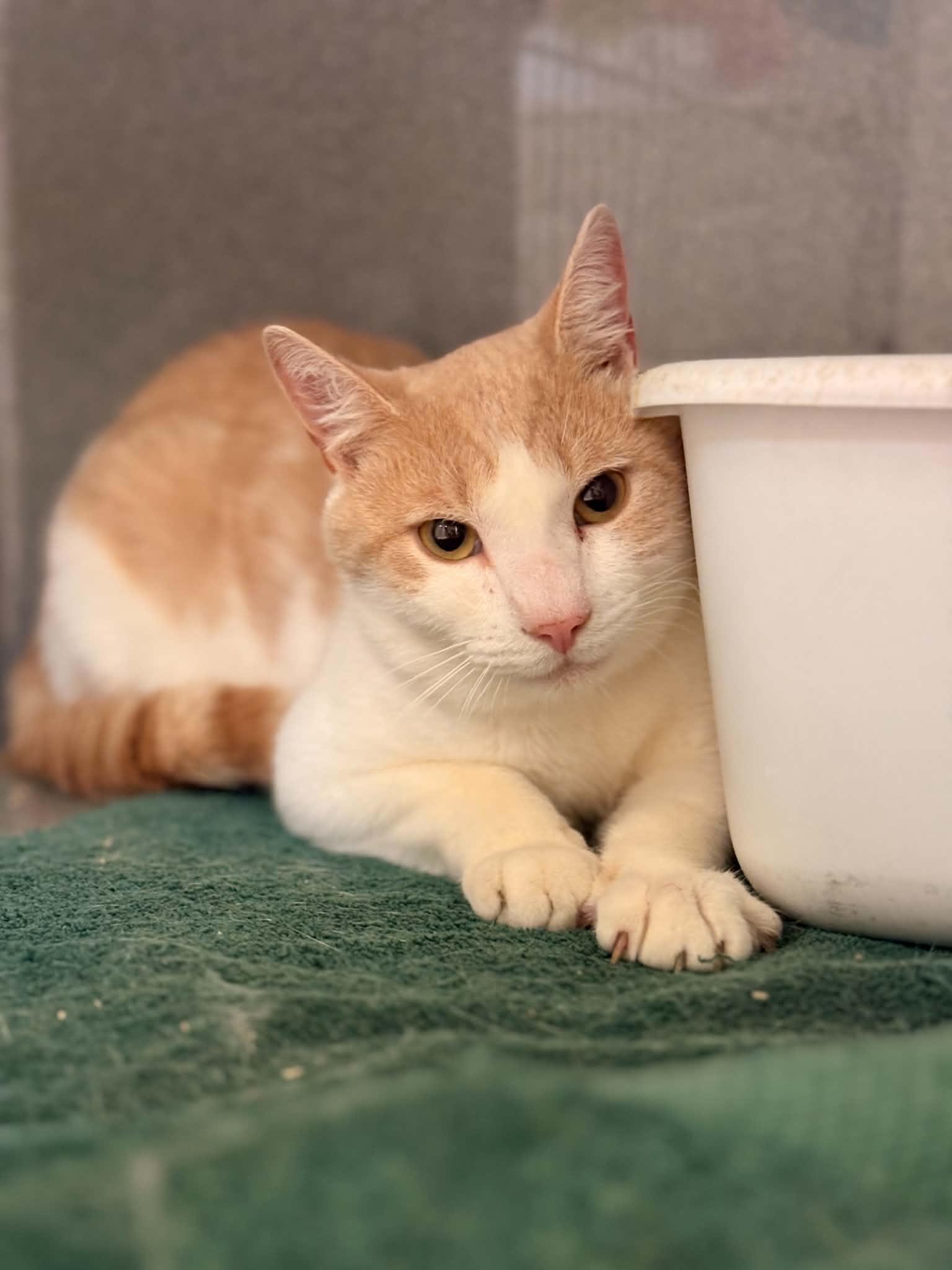Enlarge Bo, a Adoptable Domestic Short Hair in Paris, ME image 1/2