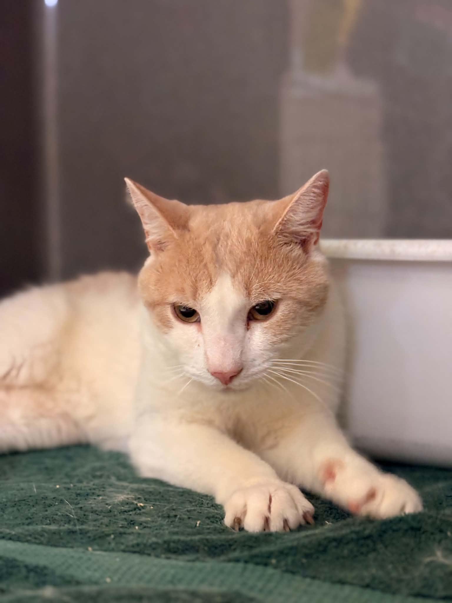 Enlarge Bo, a Adoptable Domestic Short Hair in Paris, ME image 2/2