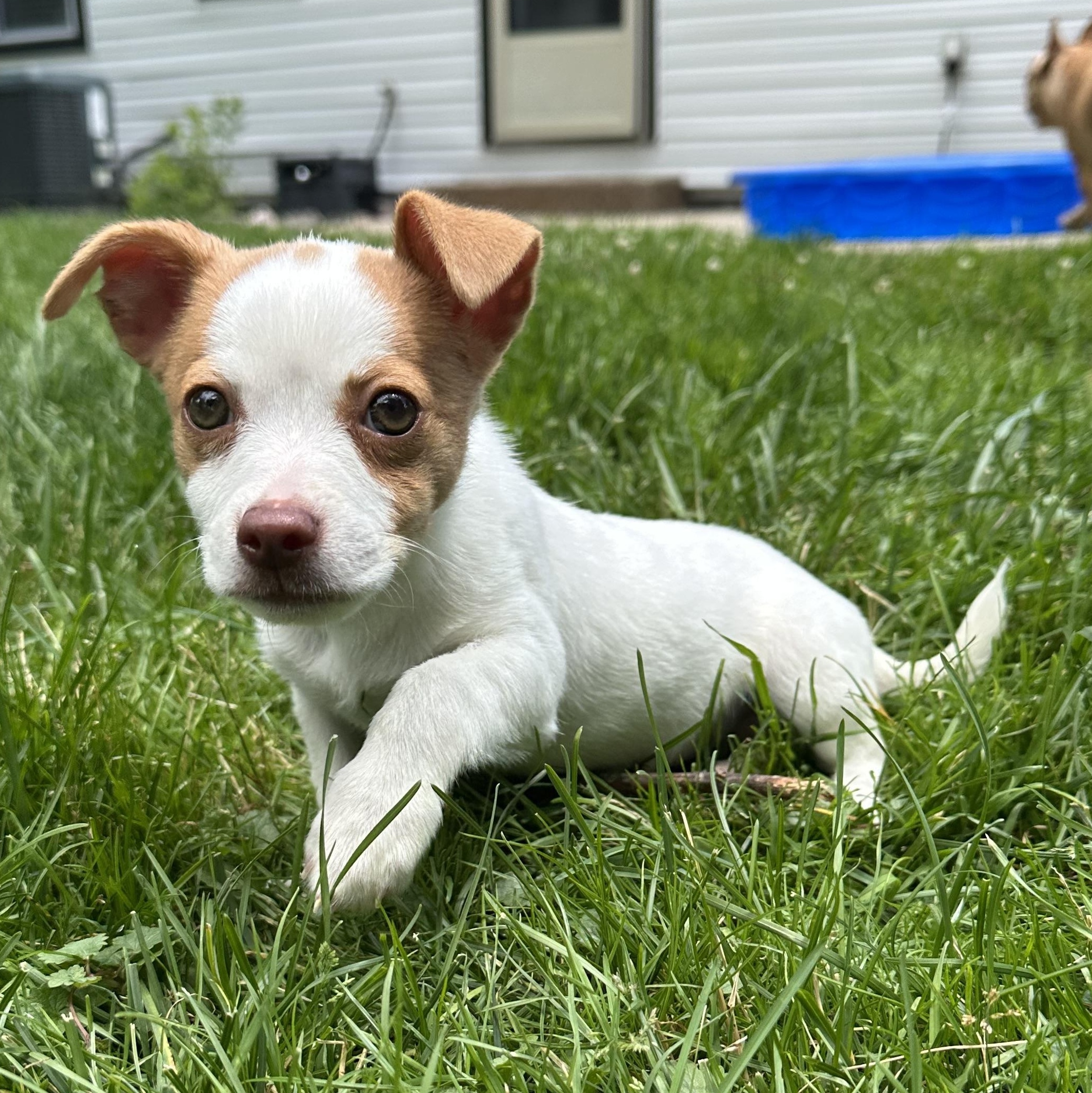 Pica, an adopted mixed breed in Detroit, MI image 2/2