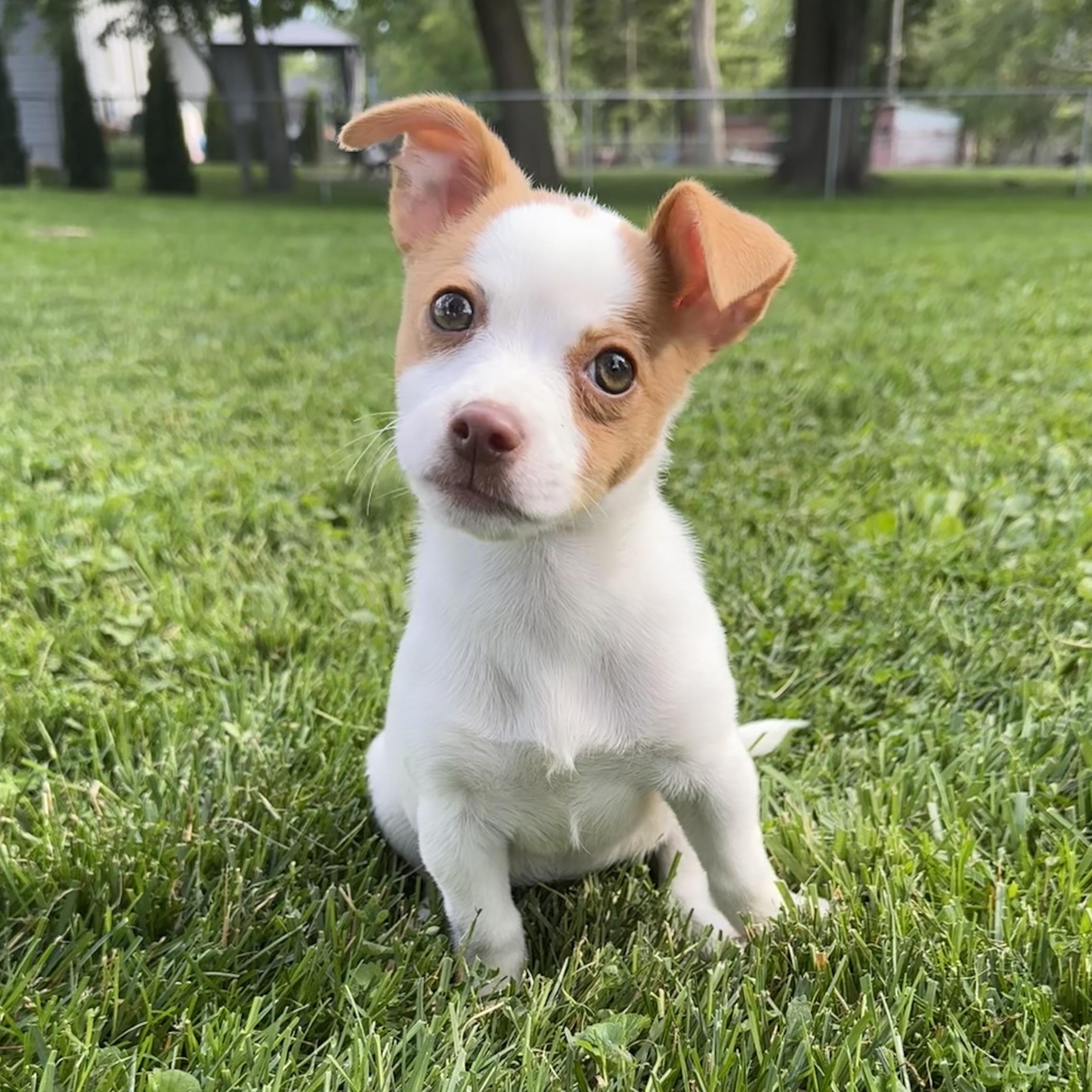 Pica, adopted, Puppy Female Jack Russell Terrier & Mixed Breed.