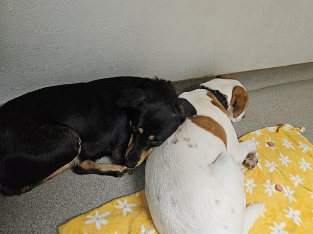 CELIA, Adoptable, Young Female German Shepherd Dog & Mixed Breed.