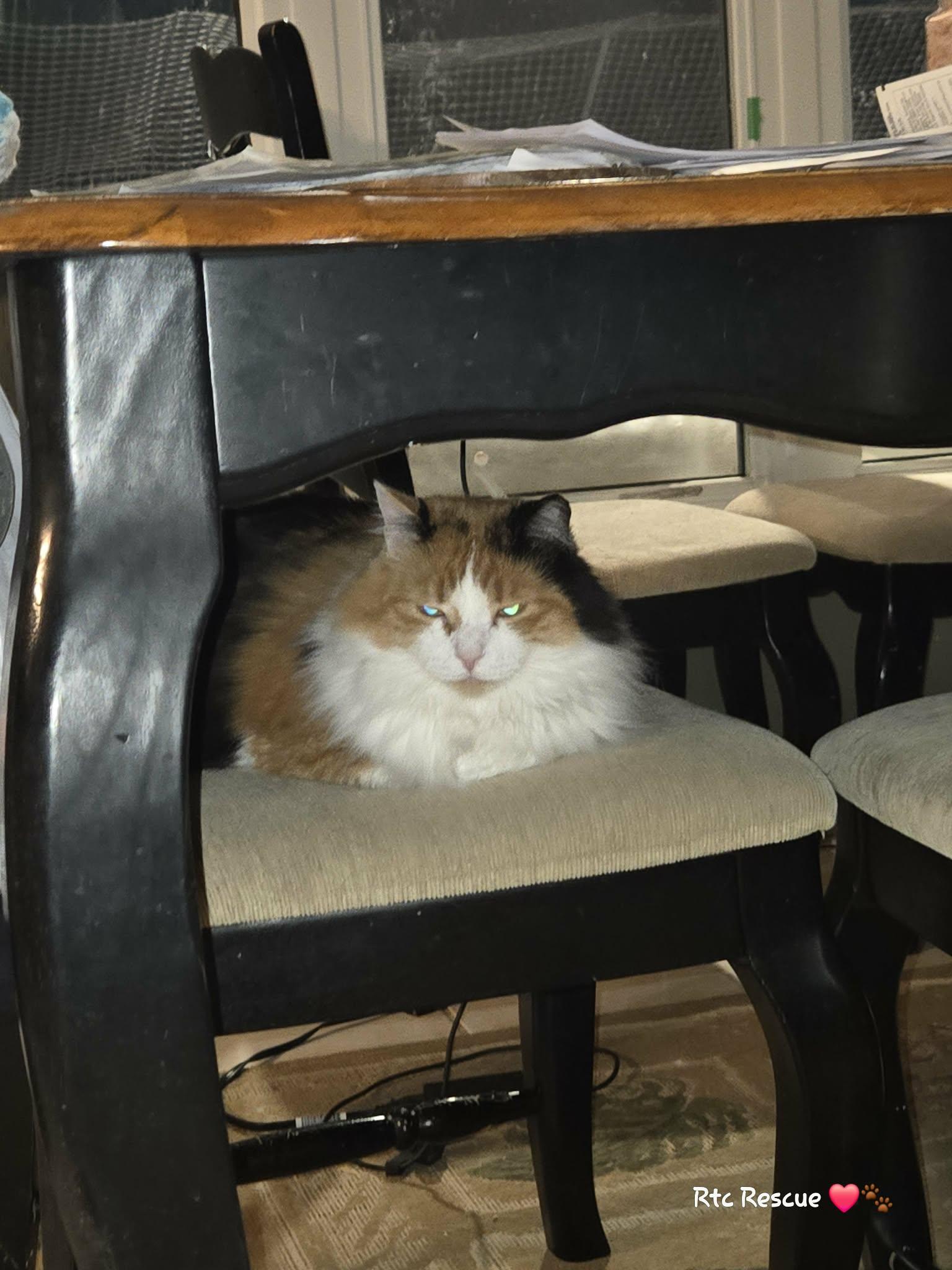 Enlarge Autumn, an adopted Domestic Long Hair in Shakespeare, ON image 5/5