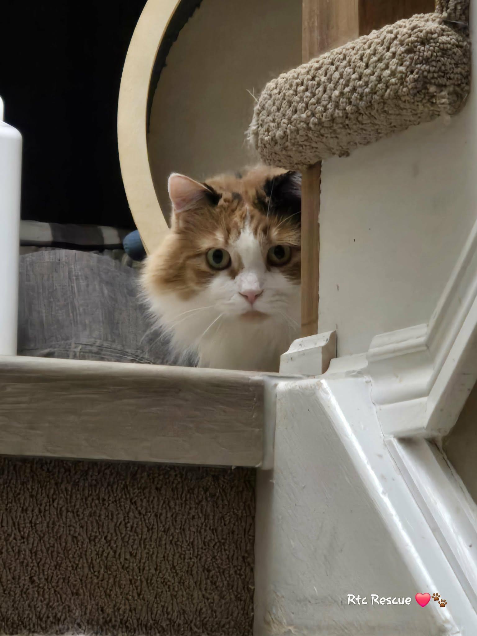 Enlarge Autumn, an adopted Domestic Long Hair in Shakespeare, ON image 2/5