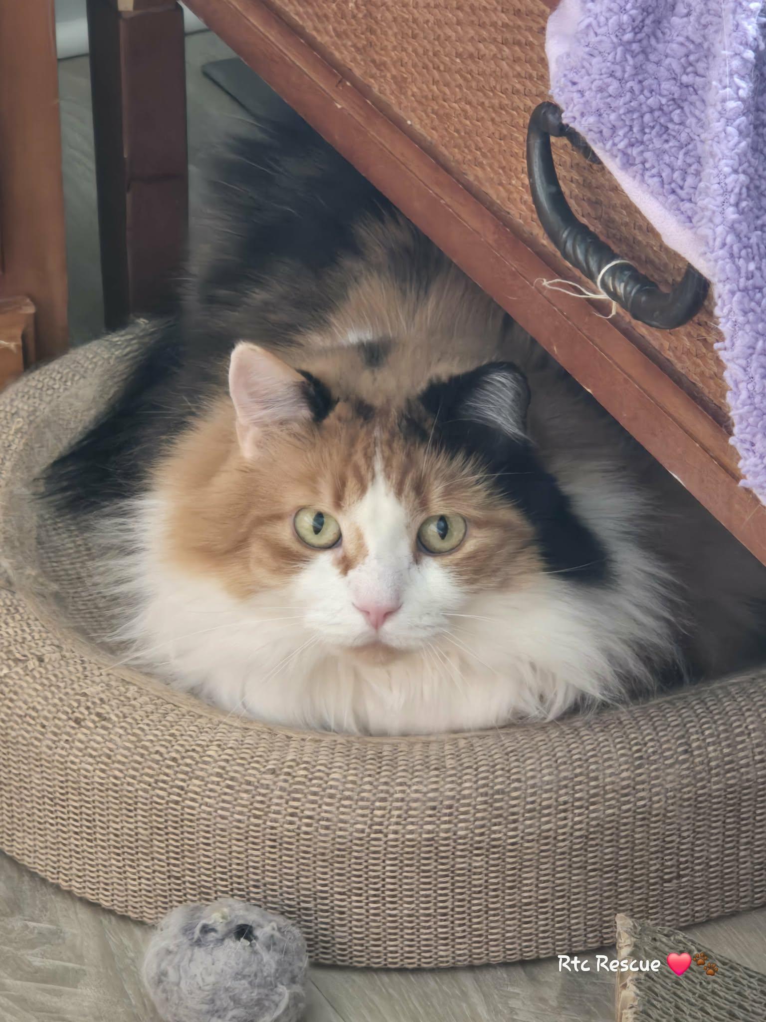 Enlarge Autumn, an adopted Domestic Long Hair in Shakespeare, ON image 1/5