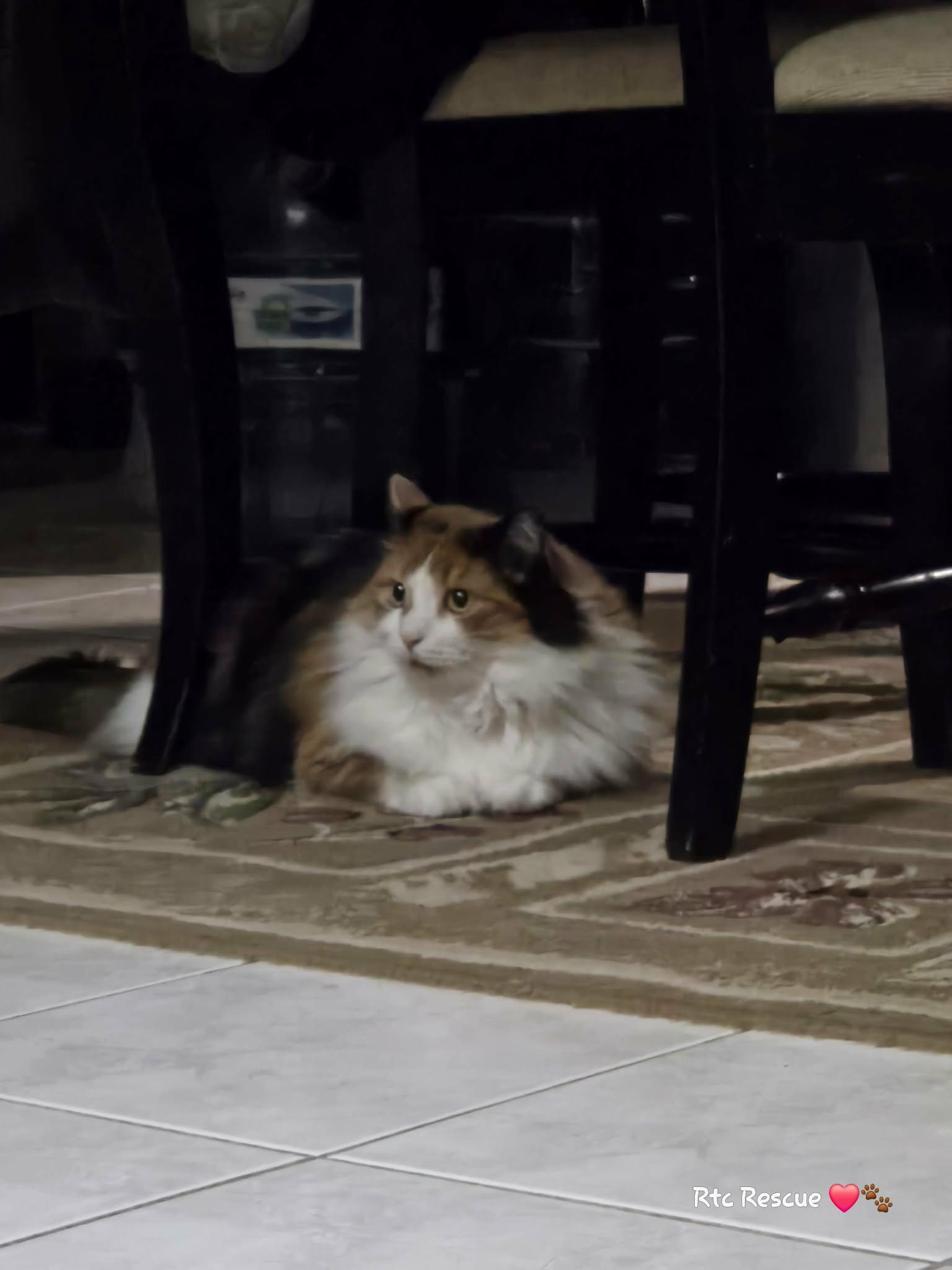 Enlarge Autumn, an adopted Domestic Long Hair in Shakespeare, ON image 4/5