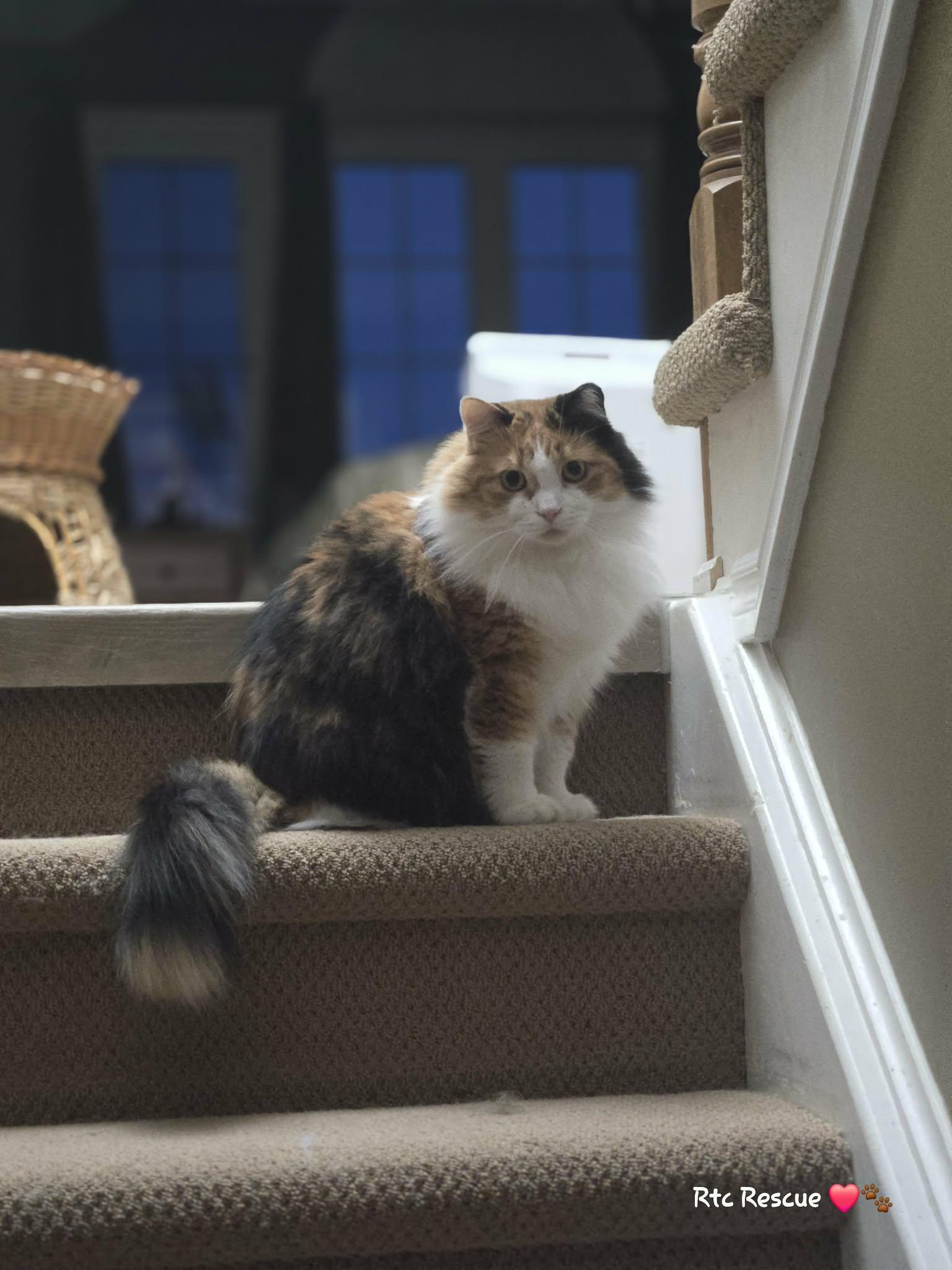 Enlarge Autumn, an adopted Domestic Long Hair in Shakespeare, ON image 3/5