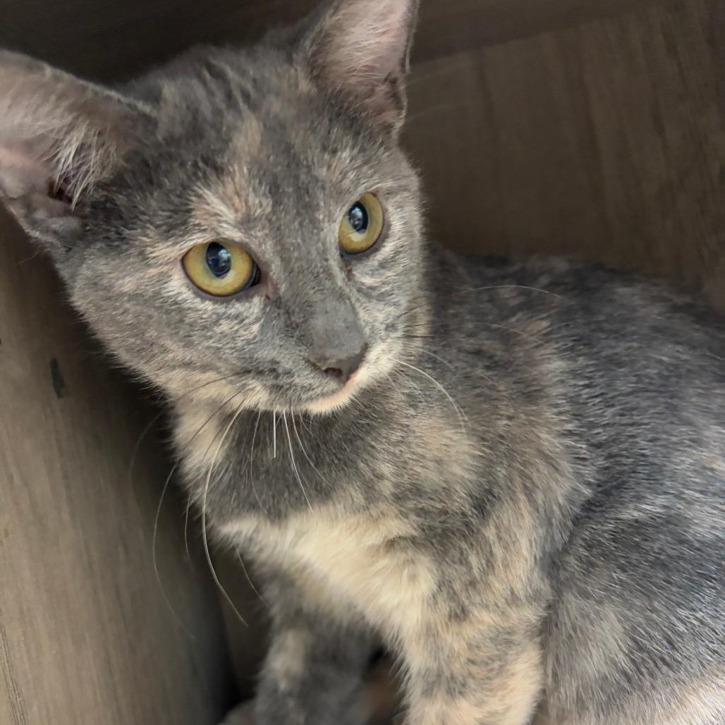 Rigatoni, Adoptable, Kitten Female Domestic Short Hair.