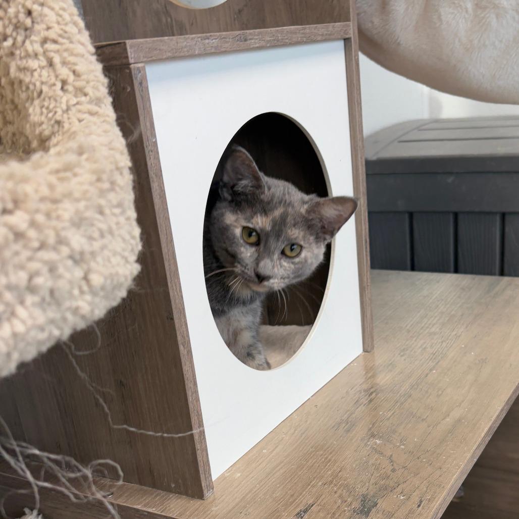 Enlarge Rigatoni, a Adoptable Domestic Short Hair in Monticello, IA image 2/4