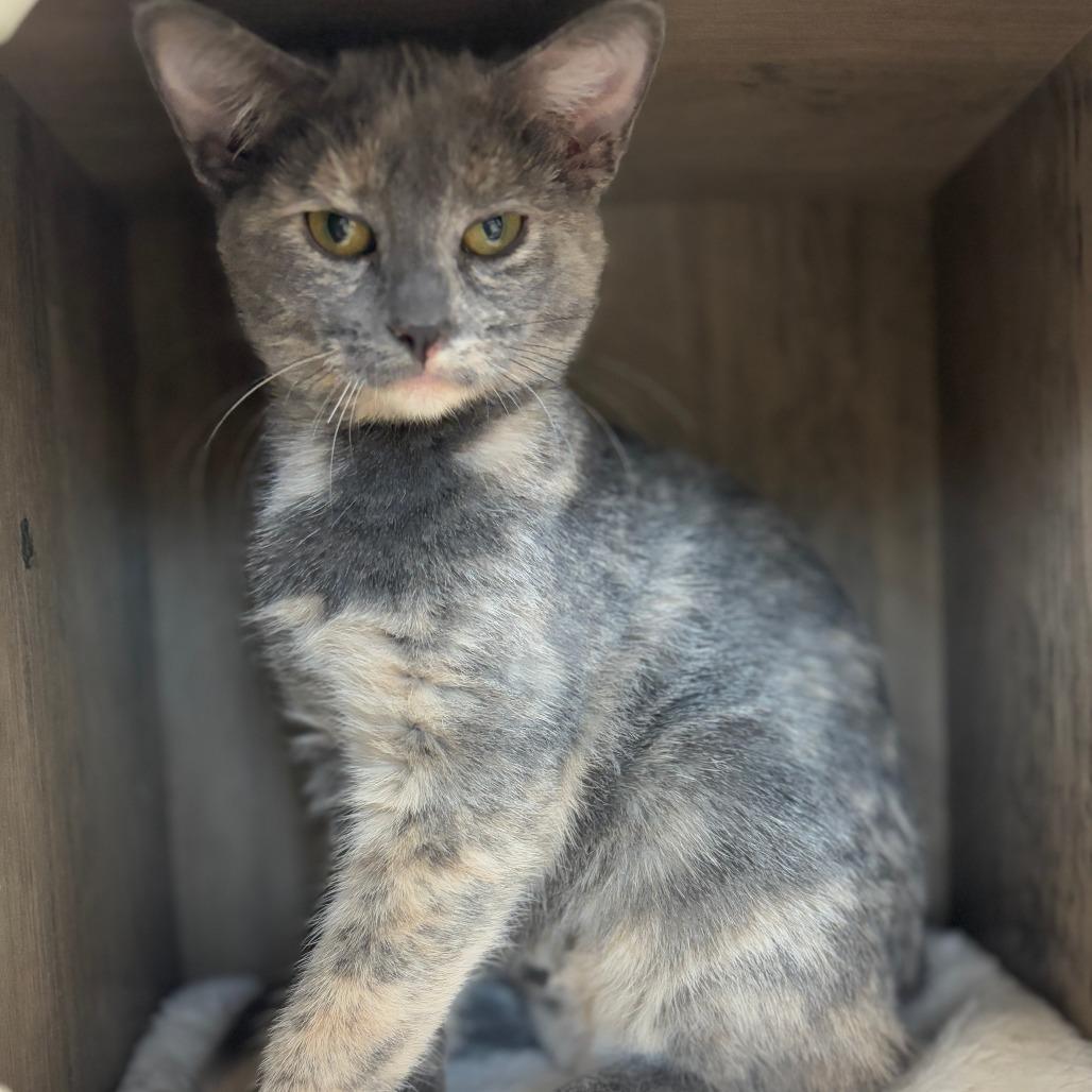 Enlarge Rigatoni, a Adoptable Domestic Short Hair in Monticello, IA image 3/4