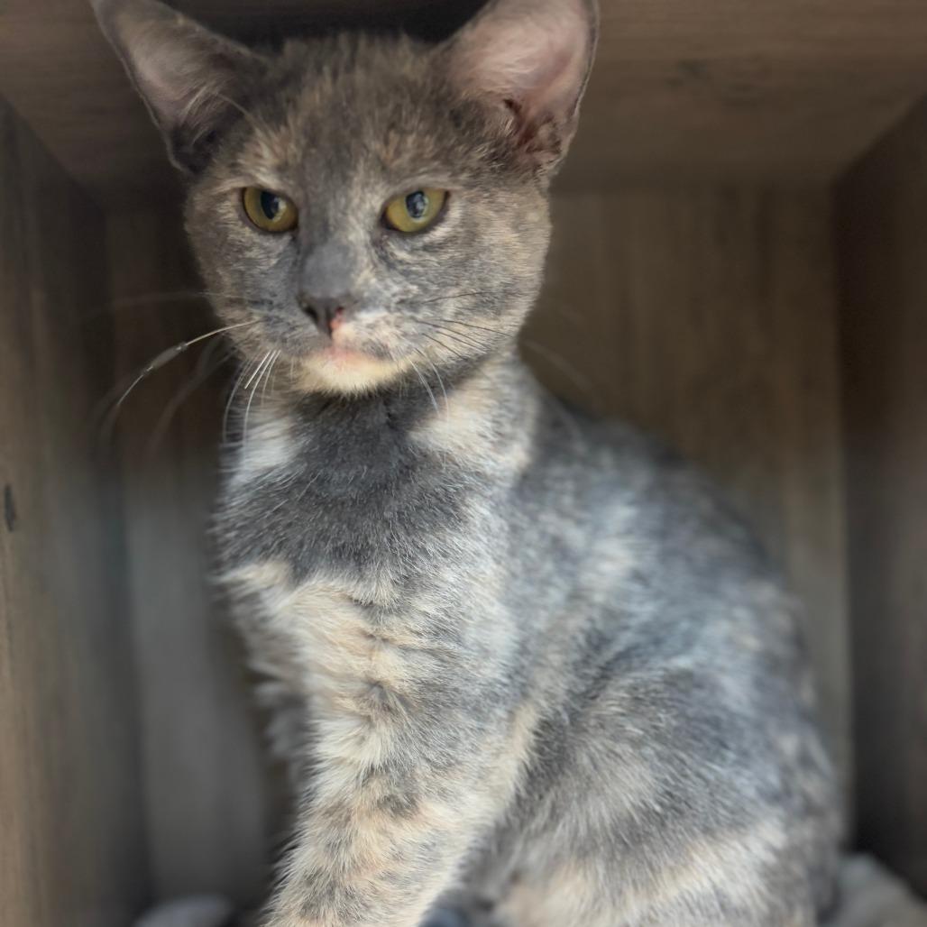 Enlarge Rigatoni, a Adoptable Domestic Short Hair in Monticello, IA image 4/4