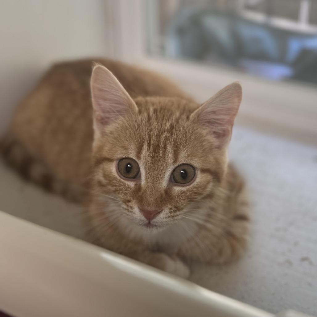 Eloise, a Adoptable Domestic Short Hair in Blue Ridge, GA image 1/2