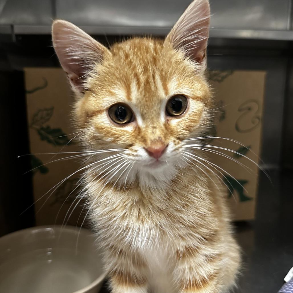 Eloise, a Adoptable Domestic Short Hair in Blue Ridge, GA image 2/2