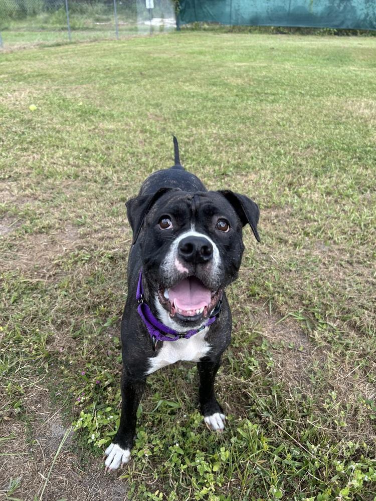 Enlarge Kyra, a Adoptable mixed breed in Seminole, FL image 1/6