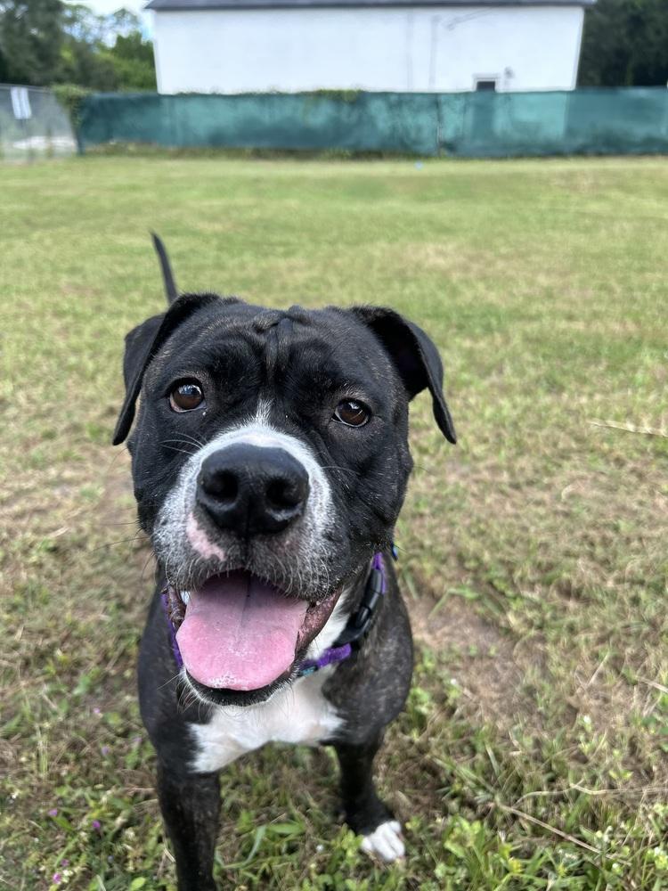 Enlarge Kyra, a Adoptable mixed breed in Seminole, FL image 2/6