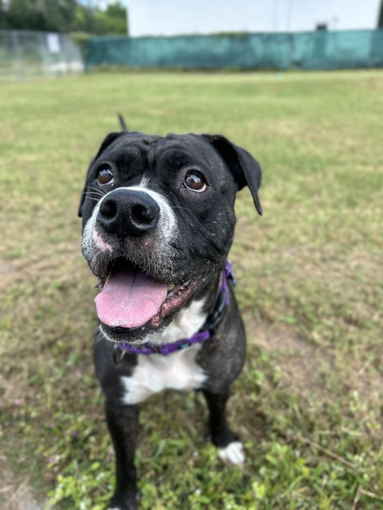 Enlarge Kyra, a Adoptable mixed breed in Seminole, FL image 3/6