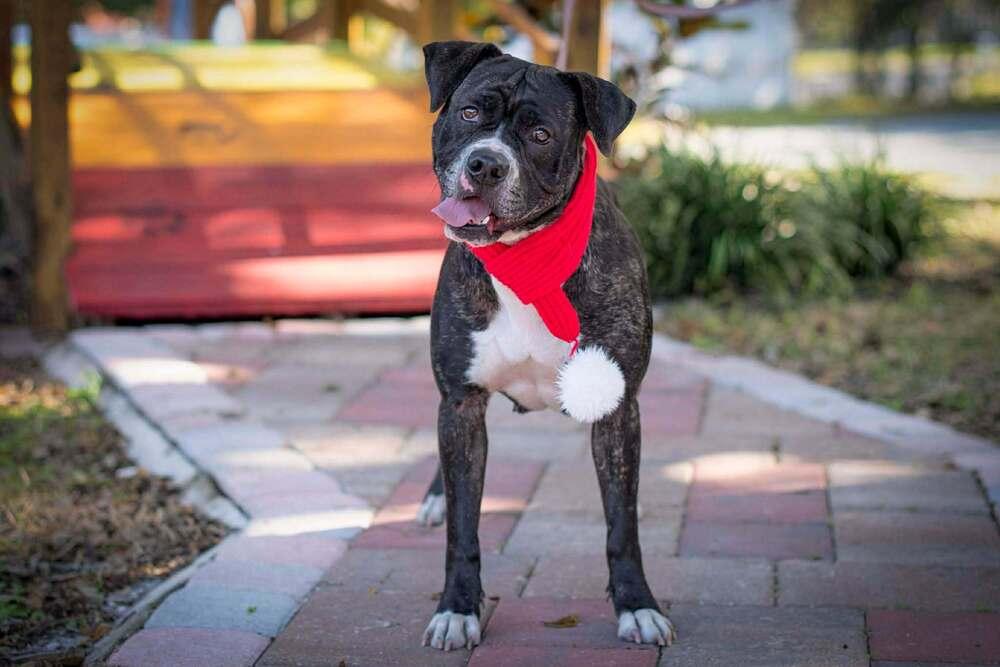 Enlarge Kyra, a Adoptable mixed breed in Seminole, FL image 4/6