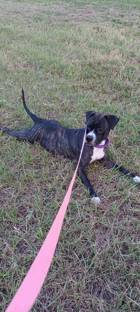 Enlarge Kyra, a Adoptable mixed breed in Seminole, FL image 5/6