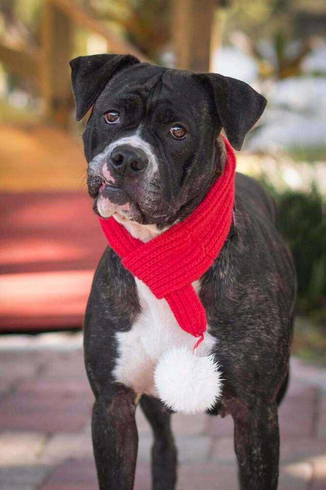 Enlarge Kyra, a Adoptable mixed breed in Seminole, FL image 6/6