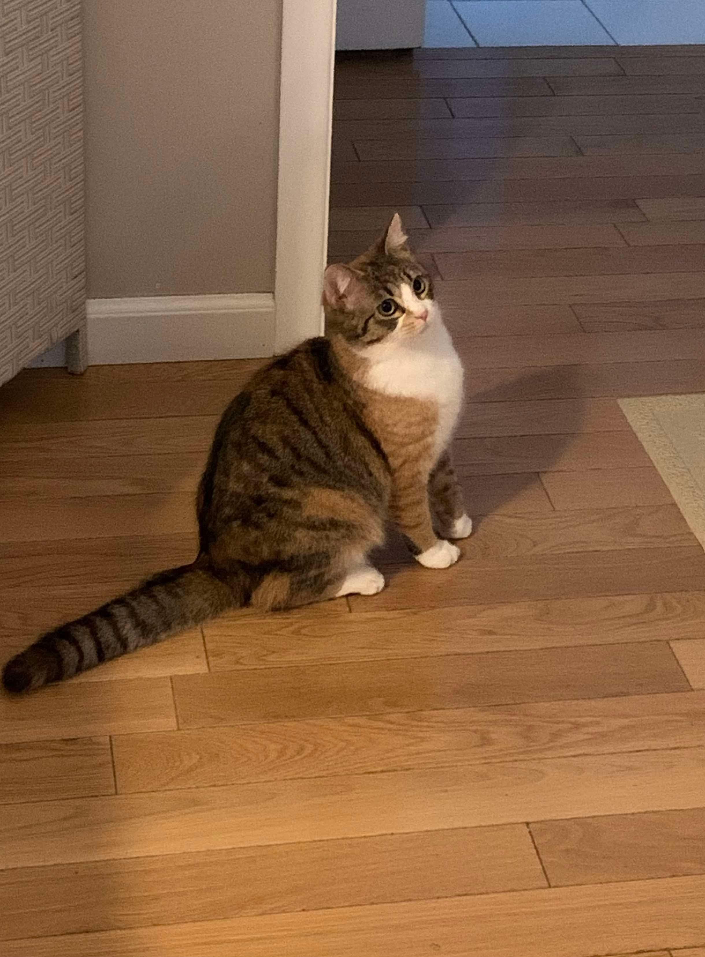 Lavern and Shirley, a Adoptable Domestic Short Hair in Manchester, CT image 1/5