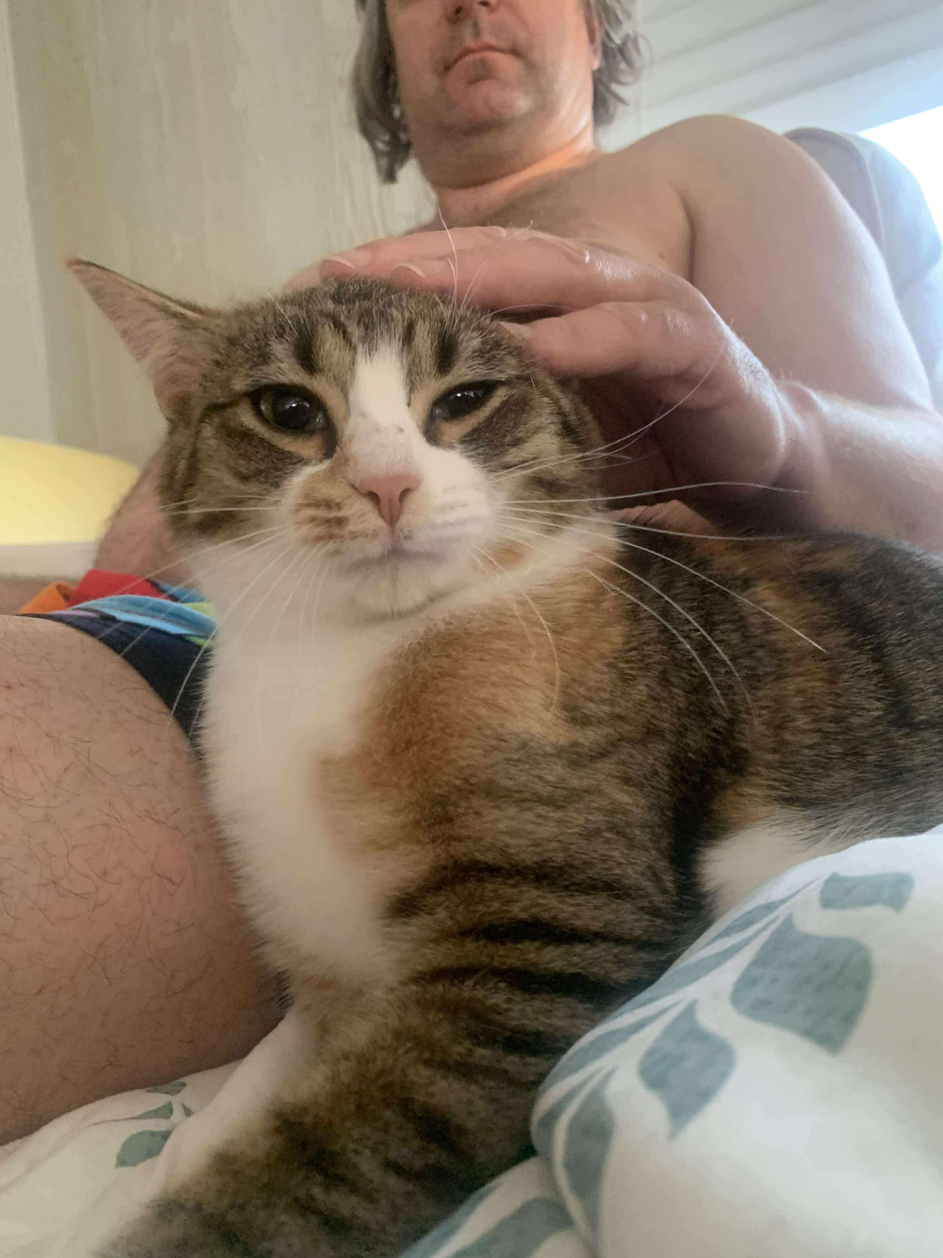 Lavern and Shirley, a Adoptable Domestic Short Hair in Manchester, CT image 2/5