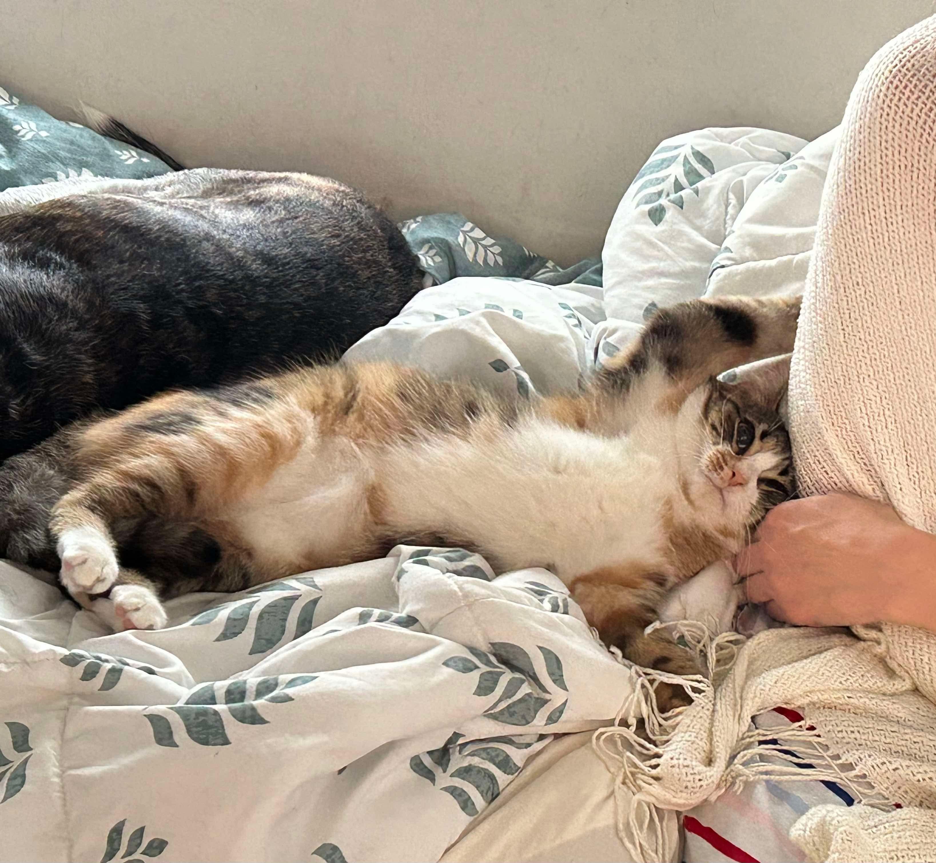 Lavern and Shirley, Adoptable, Young Female Domestic Short Hair.