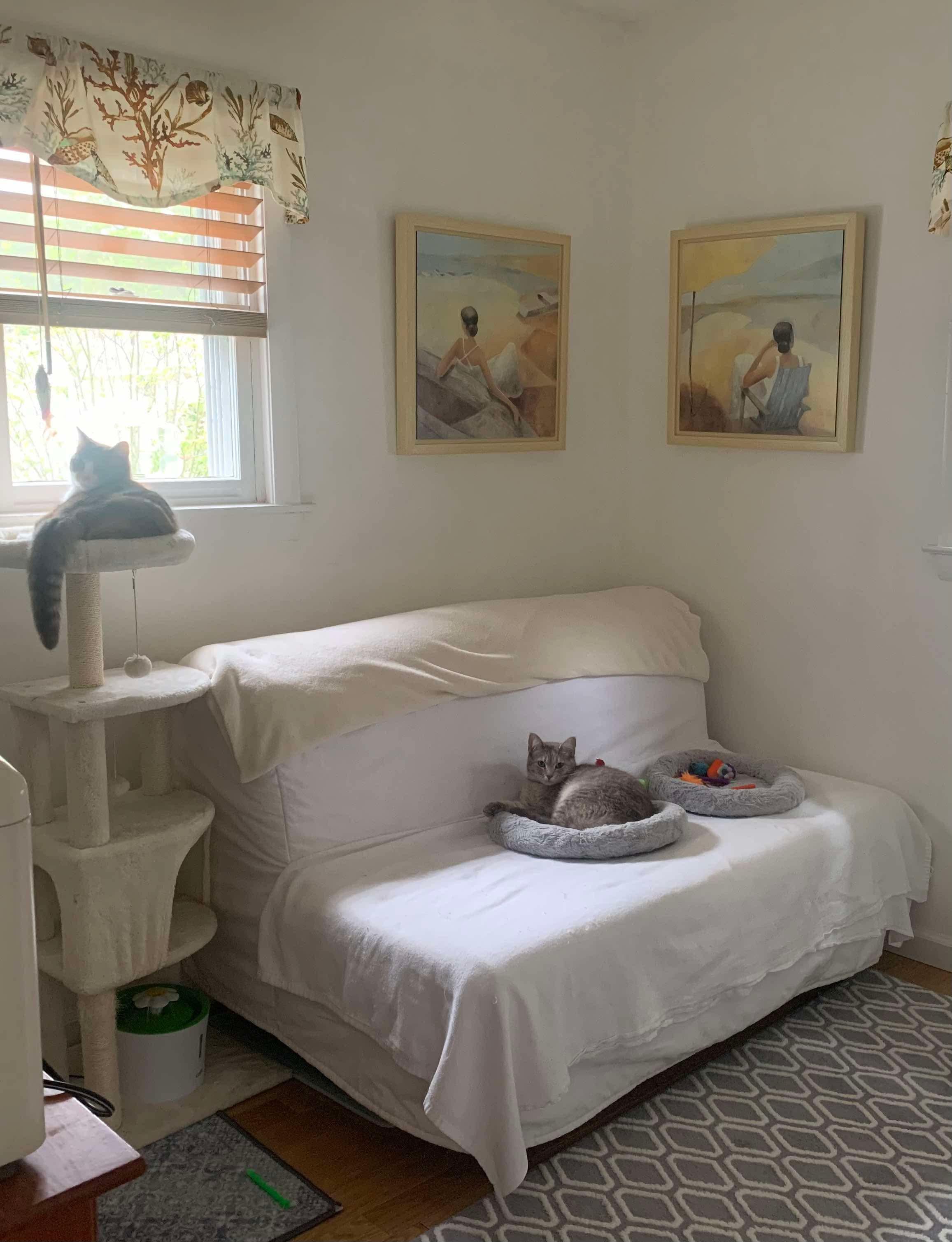 Lavern and Shirley, a Adoptable Domestic Short Hair in Manchester, CT image 5/5