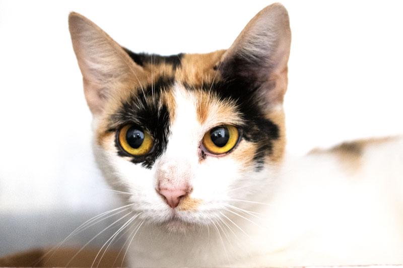 Miss Ma'am, Adoptable, Young Female Calico.