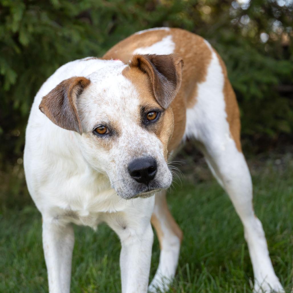 Hilda, Adoptable, Adult Female Mixed Breed.