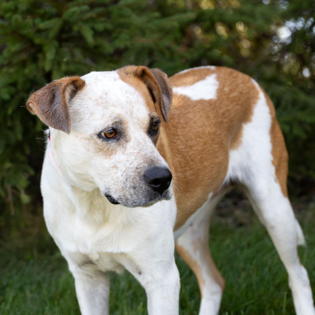 Enlarge Hilda, a Adoptable Mixed Breed in Erie, PA image 2/6