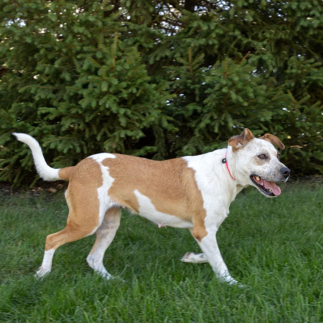 Enlarge Hilda, a Adoptable Mixed Breed in Erie, PA image 3/6