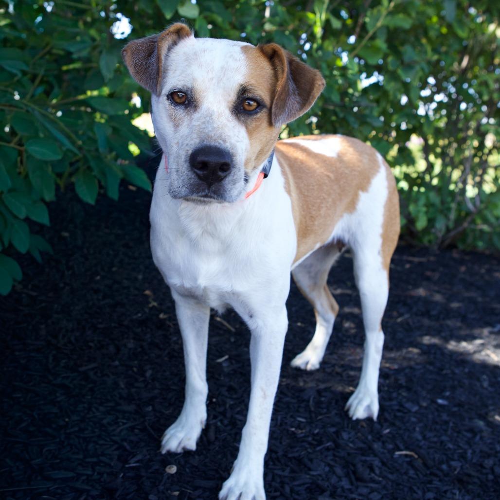 Enlarge Hilda, a Adoptable Mixed Breed in Erie, PA image 4/6
