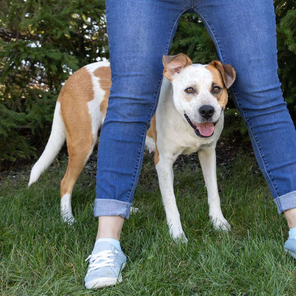 Enlarge Hilda, a Adoptable Mixed Breed in Erie, PA image 5/6