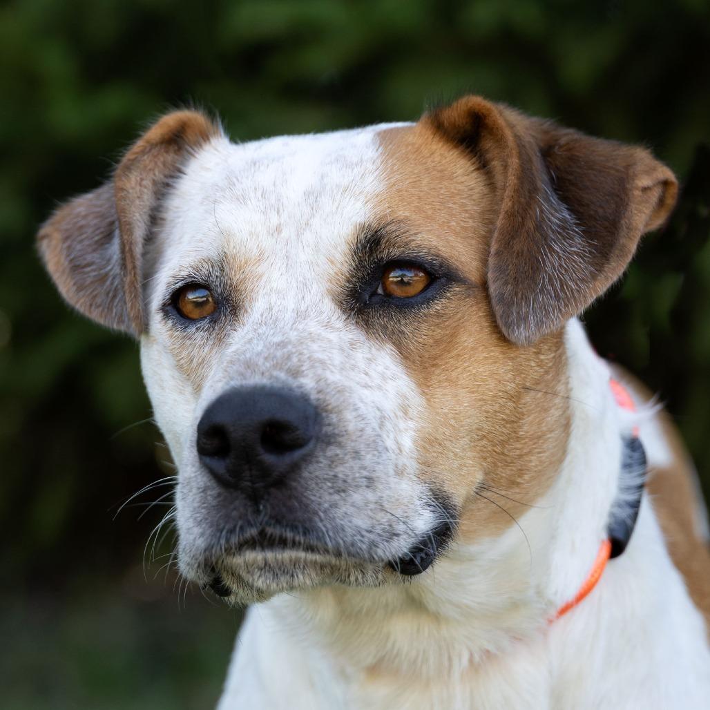 Enlarge Hilda, a Adoptable Mixed Breed in Erie, PA image 6/6