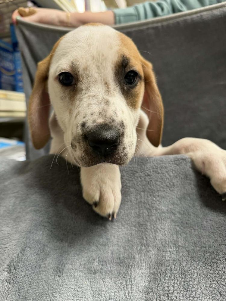 Alyssa (Mira’s Munchkins 2026), Adoptable, Puppy Female Pit Bull Terrier & Mixed Breed.