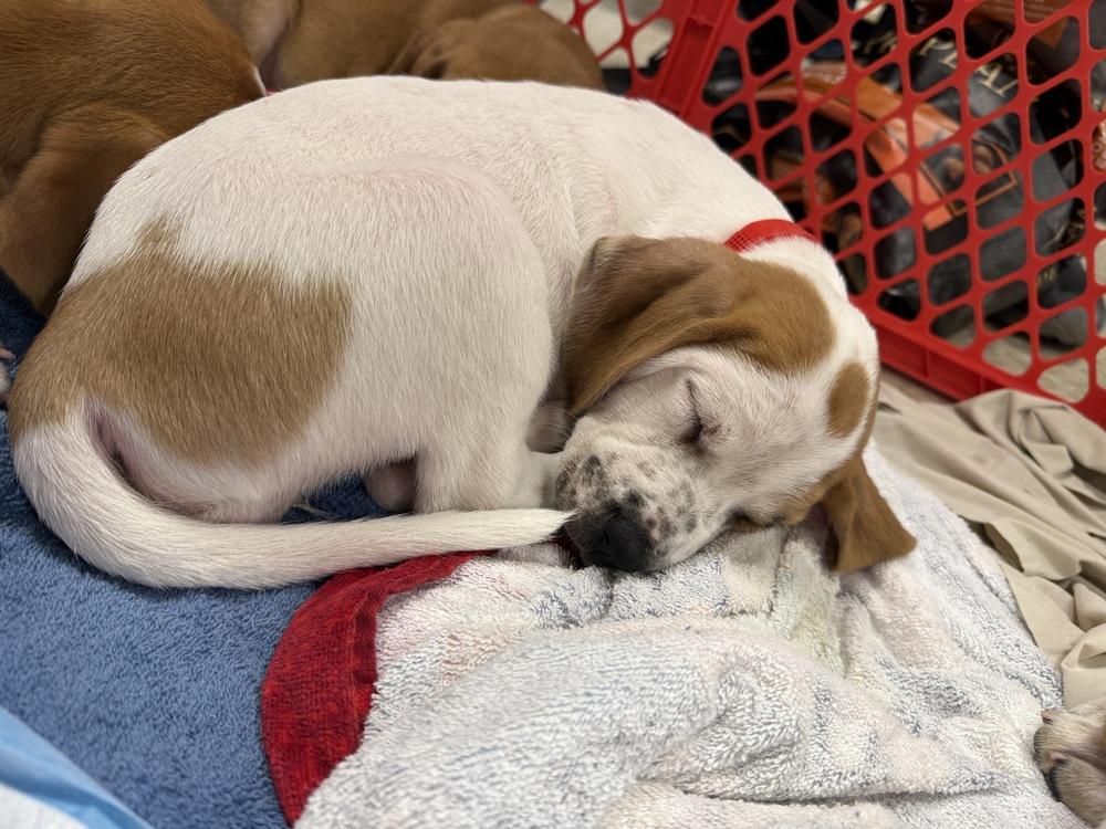 Alyssa (Mira’s Munchkins 2026), a Adoptable mixed breed in Wenonah, NJ image 2/6