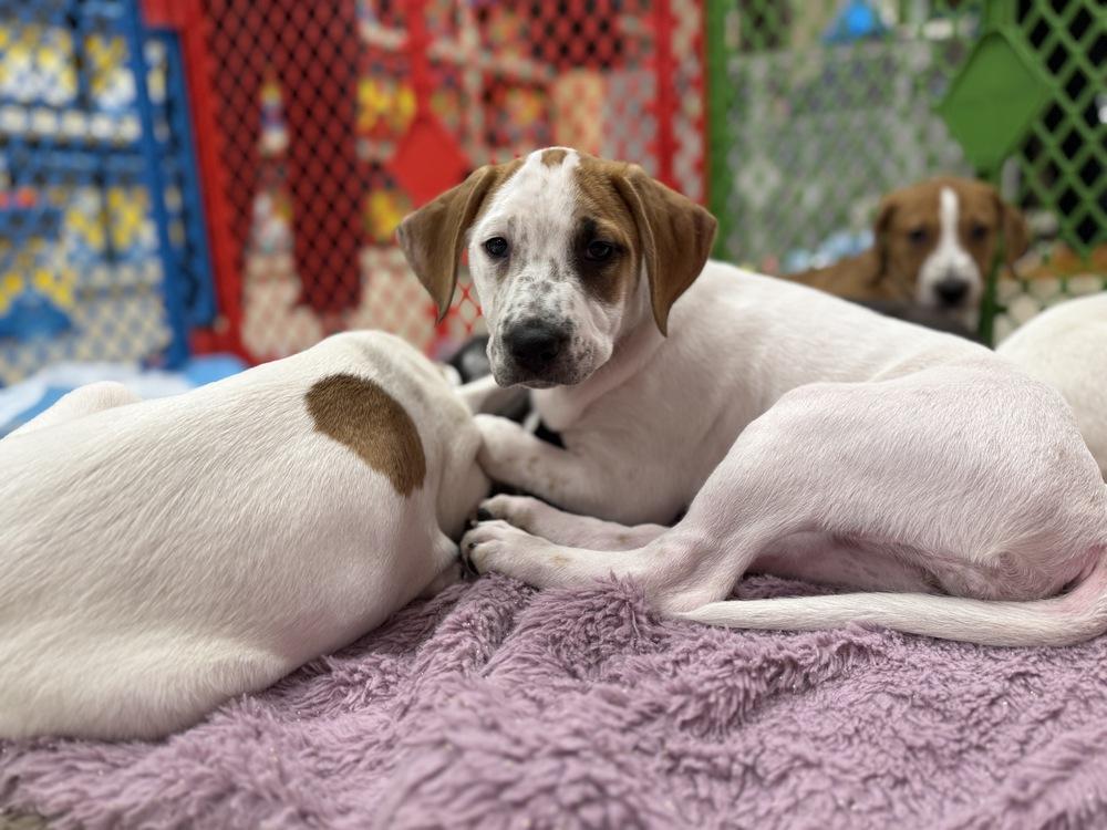 Alyssa (Mira’s Munchkins 2026), a Adoptable mixed breed in Wenonah, NJ image 2/6