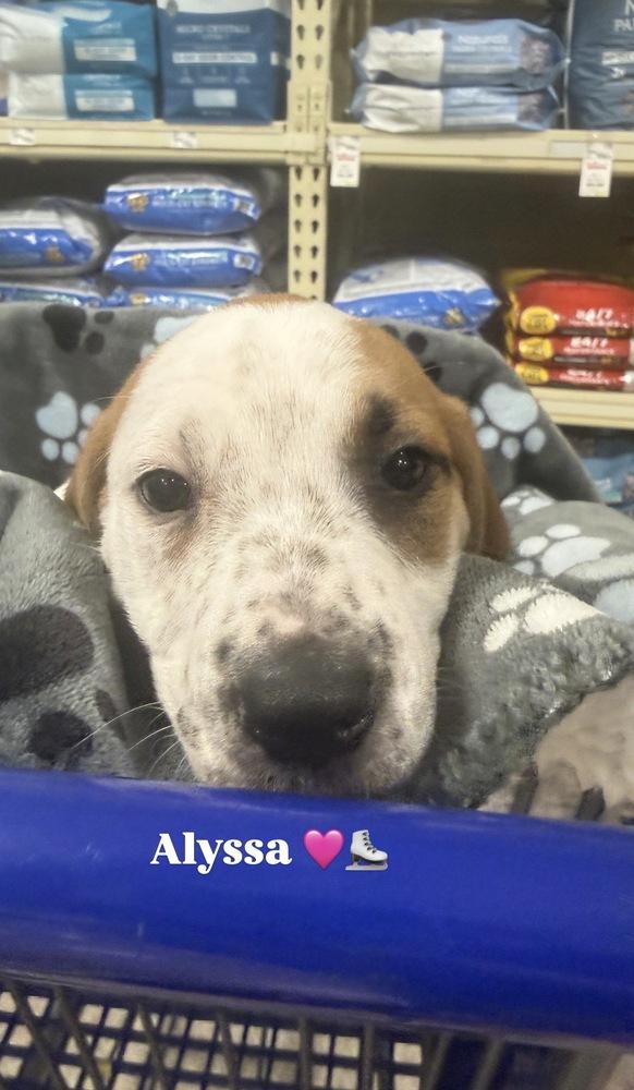 Alyssa (Mira’s Munchkins 2026), a Adoptable mixed breed in Wenonah, NJ image 3/6