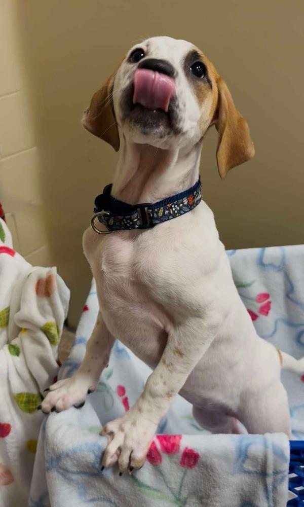 Alyssa (Mira’s Munchkins 2026), Adoptable, Puppy Female Pit Bull Terrier & Mixed Breed.