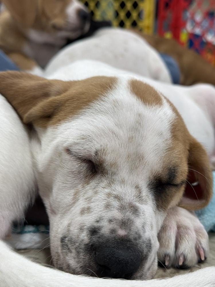 Alyssa (Mira’s Munchkins 2026), a Adoptable mixed breed in Wenonah, NJ image 6/6