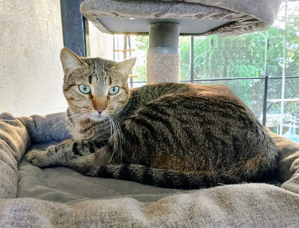 Enlarge Tofu, a Adoptable mixed breed in Corral del Risco, NAY image 1/4