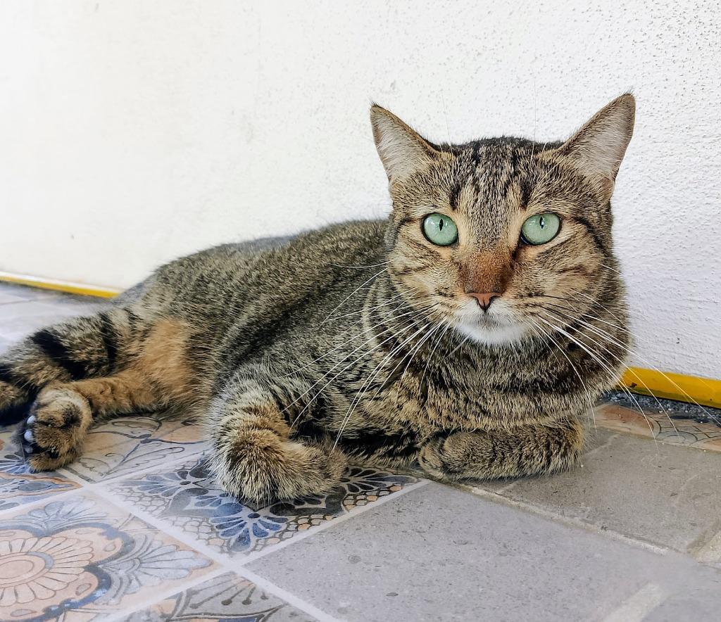 Enlarge Tofu, a Adoptable mixed breed in Corral del Risco, NAY image 3/4