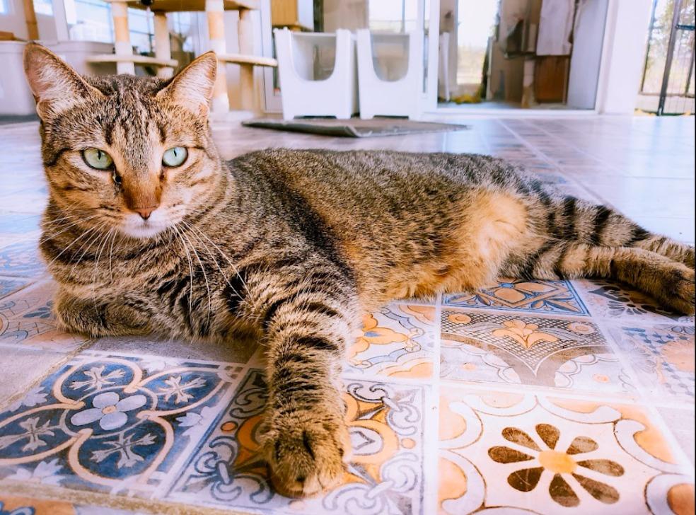 Enlarge Tofu, a Adoptable mixed breed in Corral del Risco, NAY image 4/4