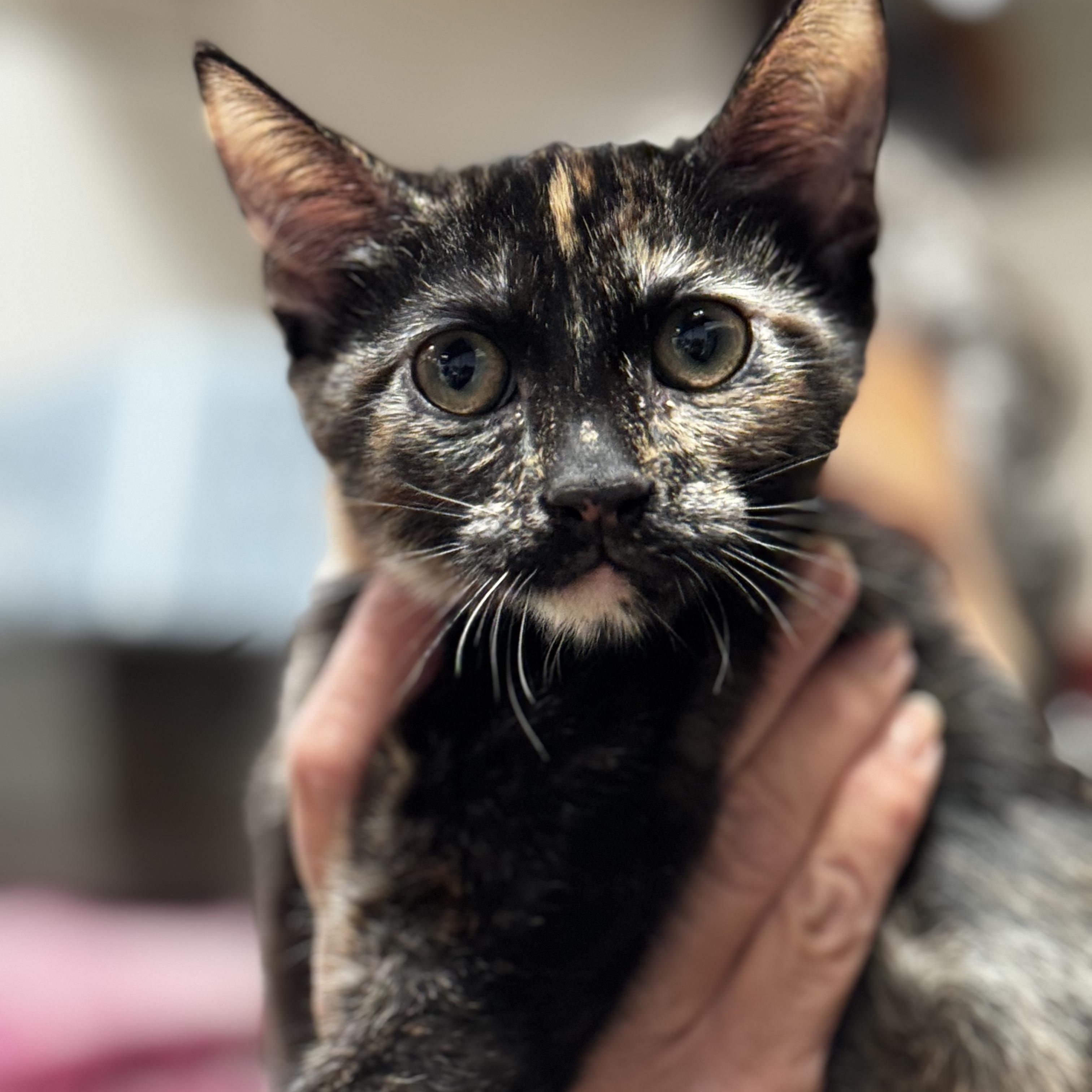 Ruby - All Torti, ADOPTABLE, Young Female Tortoiseshell.