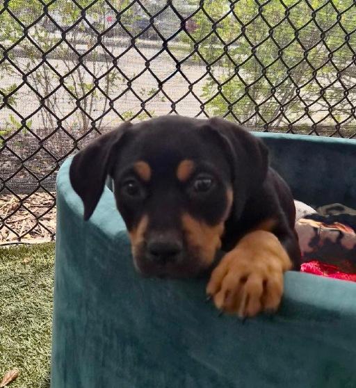 Enlarge Poppy, a ADOPTABLE Mountain Cur in Winter Haven, FL image 1/1