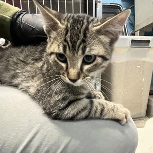 Grove, Adopted, Kitten Male Domestic Short Hair.
