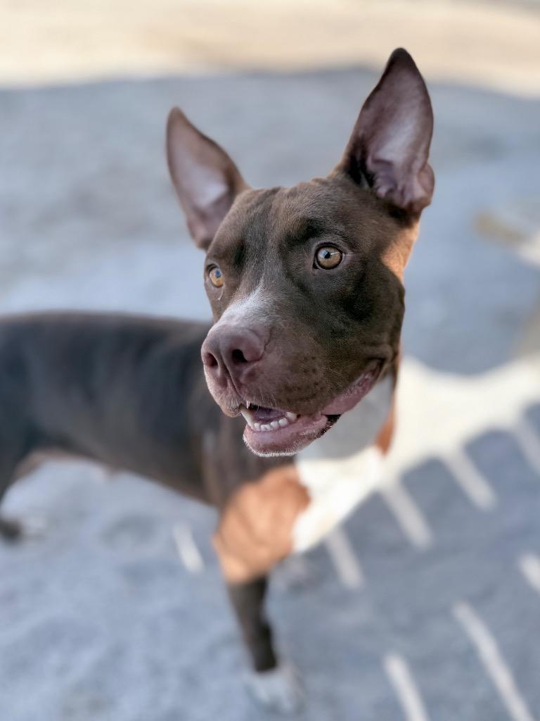 Enlarge Feddi (foster), a Adoptable Mixed Breed in Muskegon, MI image 1/4