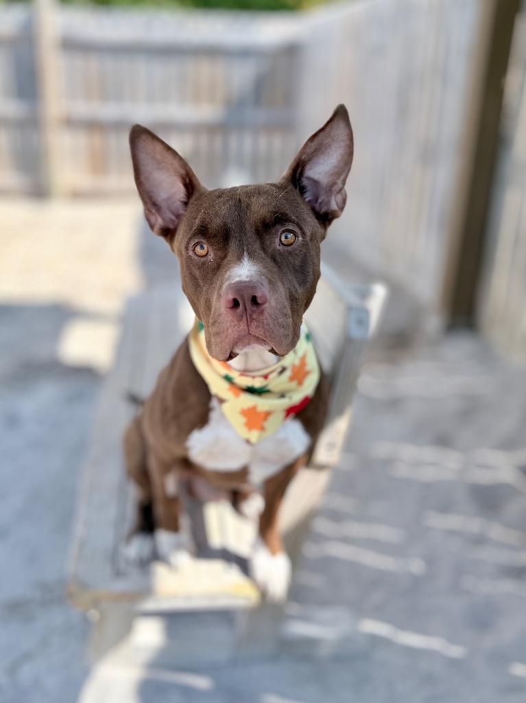 Enlarge Feddi (foster), a Adoptable Mixed Breed in Muskegon, MI image 2/4